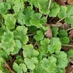 Ranunculus tuberosusBlad