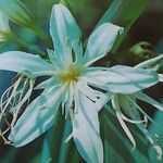 Pancratium illyricum 花