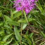 Centaurea rhaetica Liść