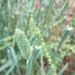 Phalaris aquatica 花