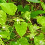 Jacquemontia tamnifolia Blüte