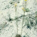 Erysimum teretifolium 整株植物