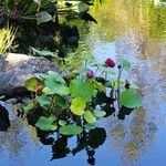 Nymphaea tetragona ഇല