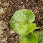 Asarum caudatum ᱥᱟᱠᱟᱢ