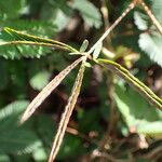 Mimosa pudica Лист
