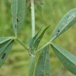 Trifolium squamosum Foglia