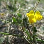 Medicago littoralis Floro