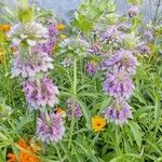 Monarda citriodora Flor