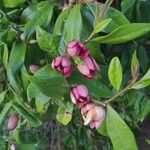 Magnolia figo Flors