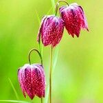 Fritillaria tubaeformis Õis