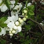 Exochorda racemosa Květ