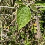 Broussonetia papyrifera Fulla