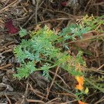 Hypecoum procumbens Leaf