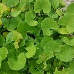 Centella asiatica Blad