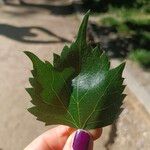 Tilia mongolica Leaf