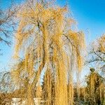Salix babylonica Hoja