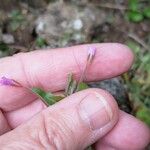 Epilobium collinum 花