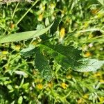 Cucumis ficifolius Leaf