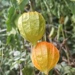 Physalis peruviana Плід