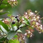 Hirtella paniculata Flor