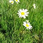 Leucanthemum adustum Habitat