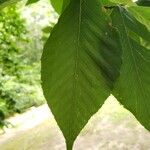 Fagus grandifolia Hoja