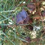 Hakea sericea Frucht