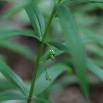 Polygonatum verticillatum 花