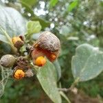 Monimia rotundifolia Fruit