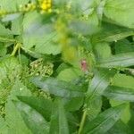 Solidago caesia Leaf