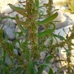 Rumex palustris Květ