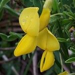 Cytisus emeriflorus Květ
