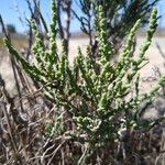 Allenrolfea occidentalis Leaf