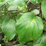 Gloxinia perennis Blad