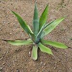 Agave salmiana Habit