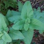 Teucrium betonicumLeaf