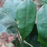 Dialium bipindense Blatt