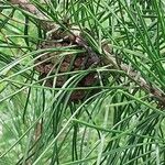 Pinus tabuliformis Fruit