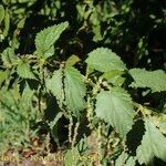 Urtica morifolia Habit