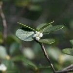 Fernelia buxifolia പുഷ്പം