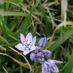 Scilla verna Flower