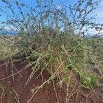 Solanum arundo عادت