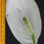 Spathiphyllum montanum Diğer