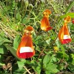 Calceolaria uniflora Інше