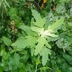 Chenopodium ficifolium Feuille