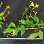 Bidens reptans Egyéb