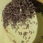 Indigofera suffruticosa ഫലം