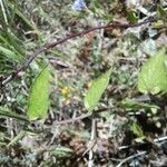 Convolvulus siculus Leaf