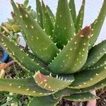 Aloe brevifolia Folla