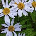 Aster incisus 花